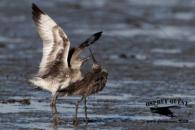 _MG_0610 Willet.jpg