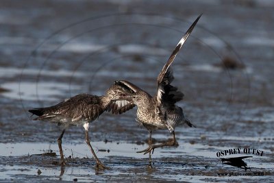 _MG_0619 Willet.jpg