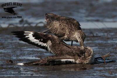 _MG_0658 Willet.jpg