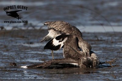 _MG_0661 Willet.jpg