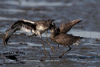 _MG_0668 Willet.jpg