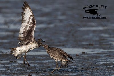 _MG_0669 Willet.jpg