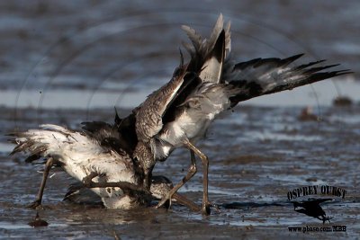 _MG_0671 Willet.jpg