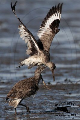 _MG_0679 Willet.jpg