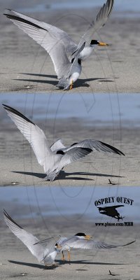 Least Tern - ground attack and air strike - physical fights