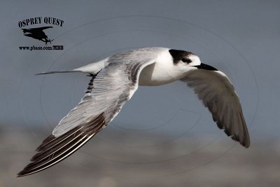 Common Tern 2nd calendar year April - UTC