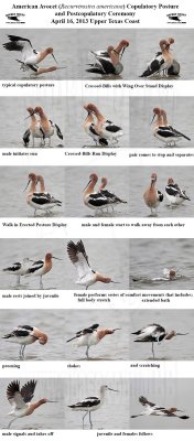 American Avocet Postcopulatory Ceremony.jpg