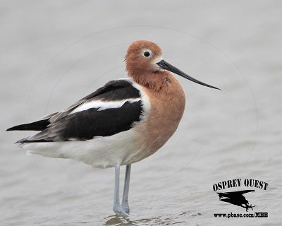 _MG_0692 American Avocet.jpg