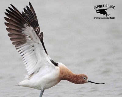 _MG_0693 American Avocet.jpg