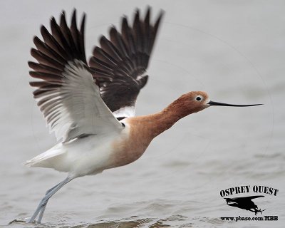 _MG_1049 American Avocet.jpg