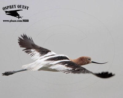 _MG_1057 American Avocet.jpg