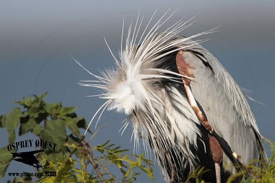 _MG_2232 Great Blue Heron.jpg