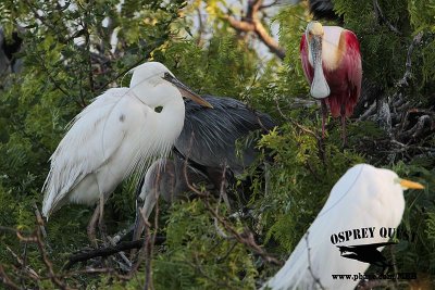 _MG_0877 Great White Heron and Great Blue Heron breeding pair.jpg
