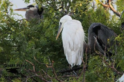 _MG_0919 Great White Heron and Great Blue Heron breeding pair.jpg