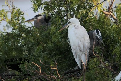 _MG_1156 Great White Heron and Great Blue Heron breeding pair.jpg
