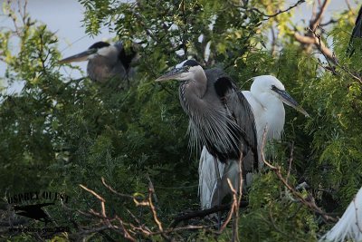 _MG_1247 Great White Heron and Great Blue Heron breeding pair.jpg