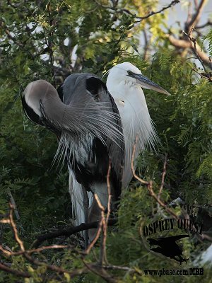 _MG_1266 Great White Heron and Great Blue Heron breeding pair.jpg