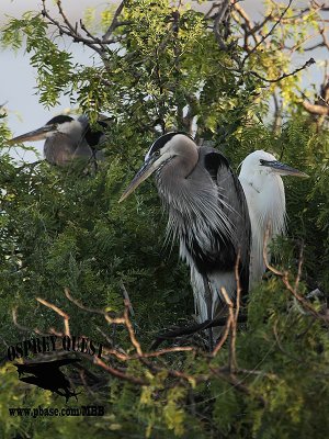 _MG_1296 Great White Heron and Great Blue Heron breeding pair.jpg