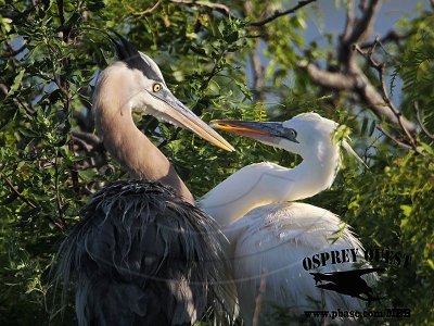 _MG_1794 Great White Heron and Great Blue Heron breeding pair.jpg