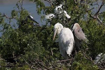_MG_3274 Great White Heron and Great Blue Heron breeding pair.jpg