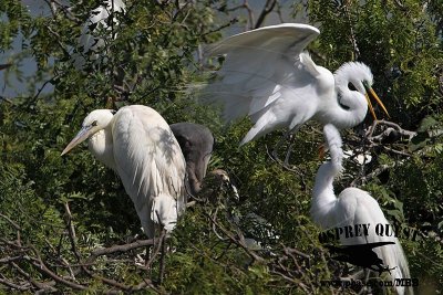 _MG_3348 Great White Heron and Great Blue Heron breeding pair and Great Egret.jpg