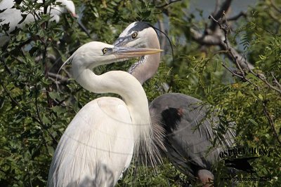 _MG_3544CROP Great White Heron and Great Blue Heron breeding pair.jpg