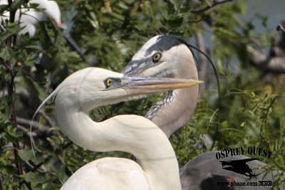 _MG_3544CROP2 Great White Heron and Great Blue Heron breeding pair.jpg
