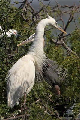 _MG_3550 Great White Heron and Great Blue Heron breeding pair.jpg