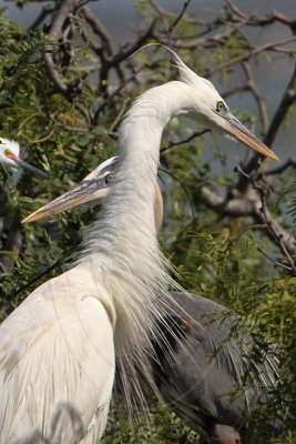 _MG_3550CROP Great White Heron and Great Blue Heron breeding pair.jpg
