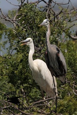 _MG_5655 Great White Heron and Great Blue Heron breeding pair.jpg