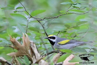 _MG_1394 Golden-winged Warbler.jpg