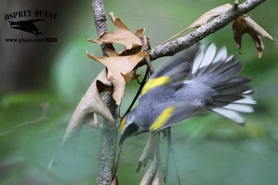 _MG_1416 Golden-winged Warbler.jpg