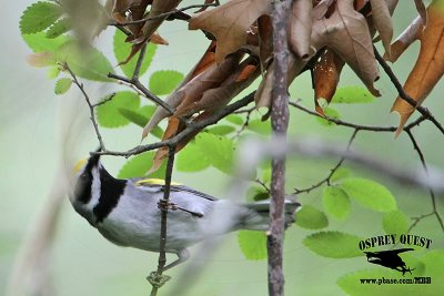 _MG_1465 Golden-winged Warbler.jpg