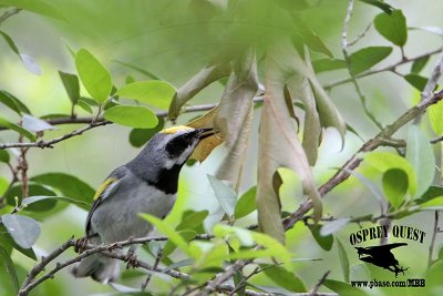 _MG_1639 Golden-winged Warbler.jpg