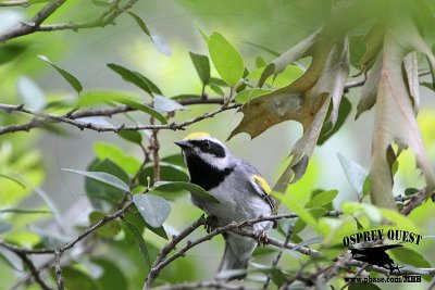 _MG_1645 Golden-winged Warbler.jpg