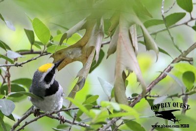 _MG_1654 Golden-winged Warbler.jpg