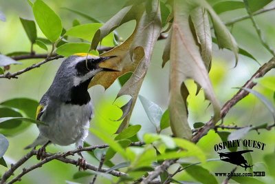 _MG_1673 Golden-winged Warbler.jpg