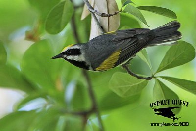 _MG_1954 Golden-winged Warbler.jpg