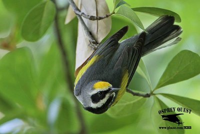 Golden-winged Warbler - searching, finding and catching prey at Russ Pitman Park