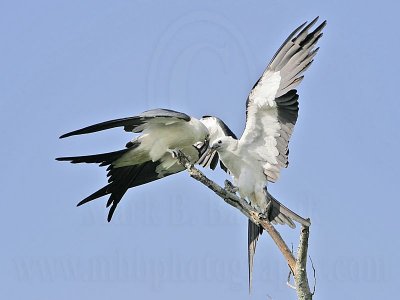 _MG_9176_Swallow-tailed Kite.jpg