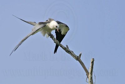 _MG_9183_Swallow-tailed Kite.jpg