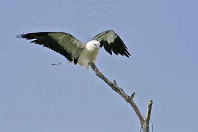 _MG_9193_Swallow-tailed Kite.jpg