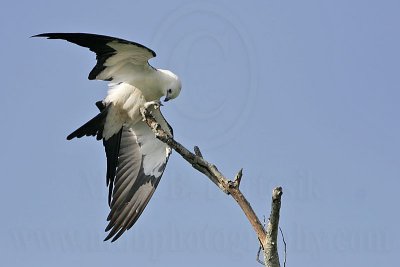 _MG_9253_Swallow-tailed Kite.jpg