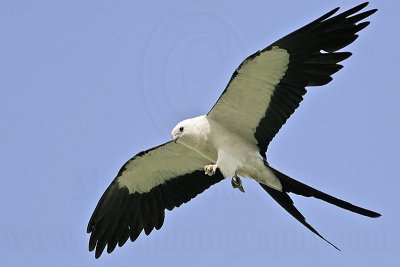 _MG_9731_Swallow-tailed Kite.jpg