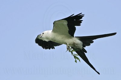 _MG_9795_Swallow-tailed Kite.jpg