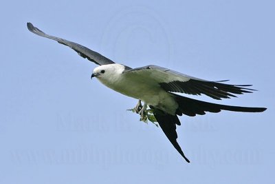 _MG_9799_Swallow-tailed Kite.jpg