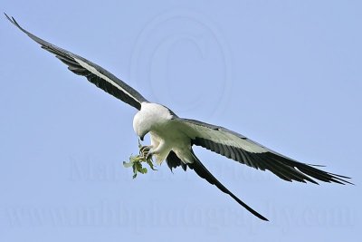 _MG_9801_Swallow-tailed Kite.jpg