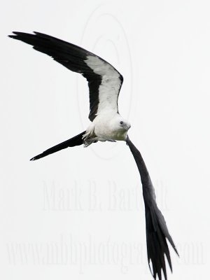 _MG_6638_Swallow-tailed Kite.jpg