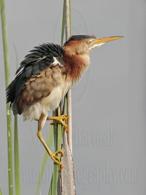 Least_Bittern_MG_0549 800.jpg