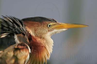 Least_Bittern_MG_9694 800.jpg